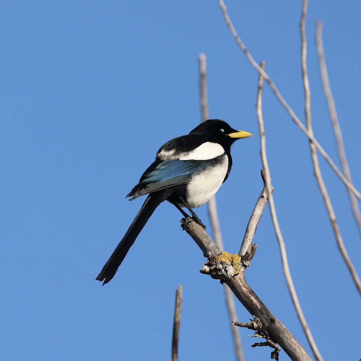 Yellow-billed Magpie - ML646883241