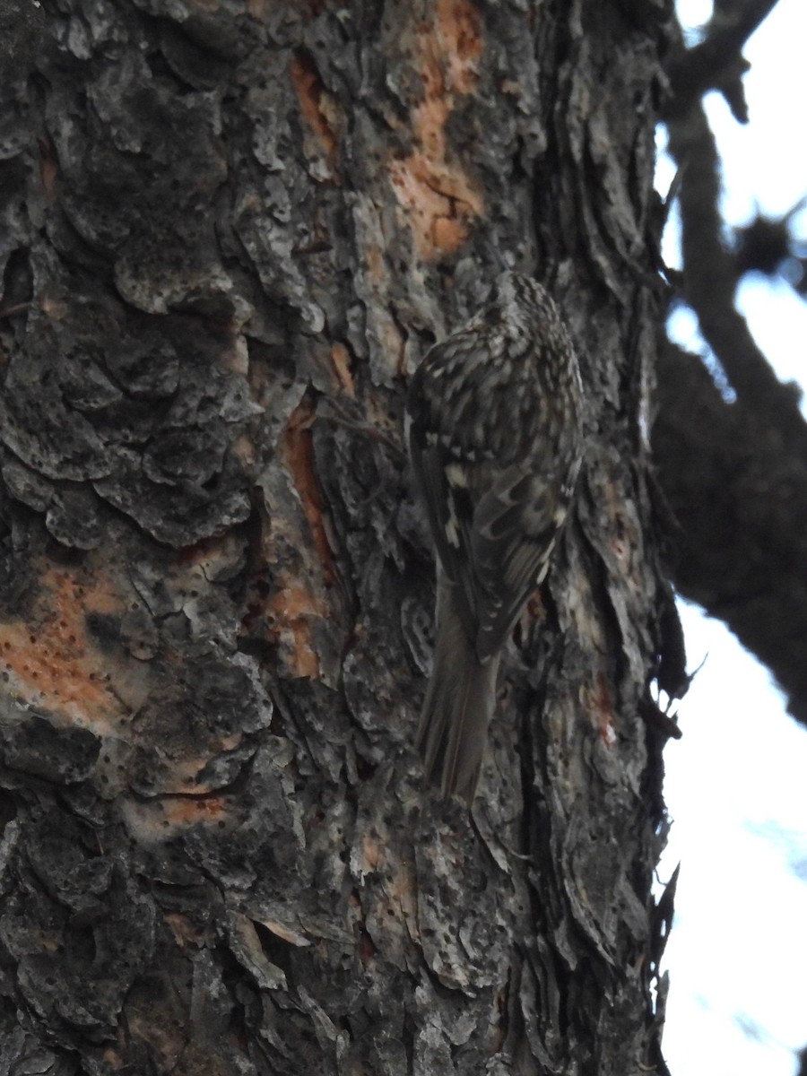 Brown Creeper - ML646883242