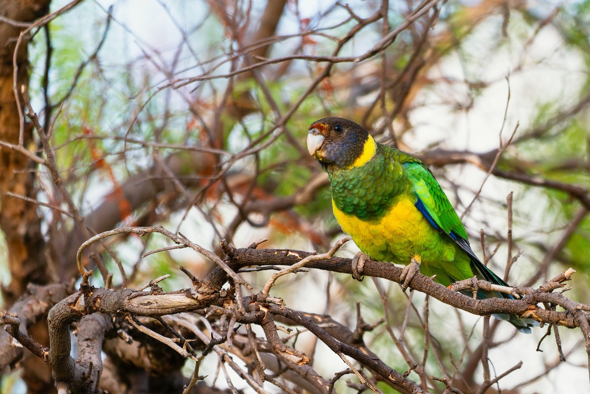 Ringsittich (semitorquatus) - ML646883243