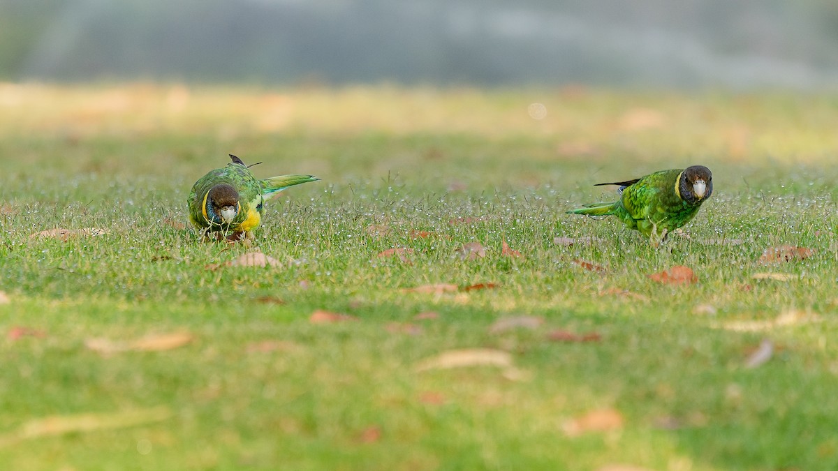 Ringsittich (semitorquatus) - ML646883244