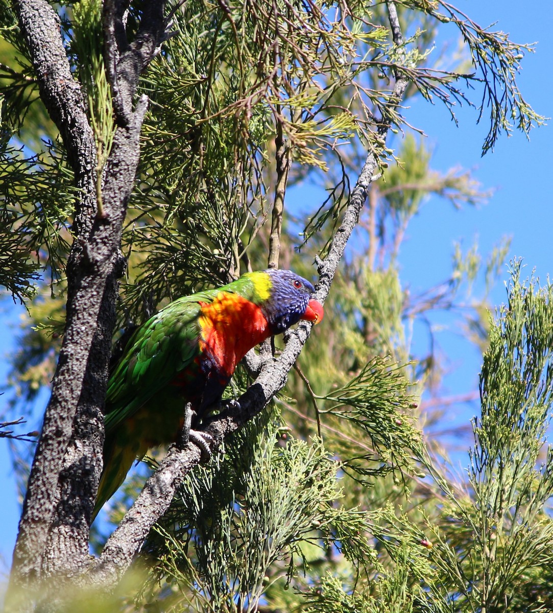 Loriquet arc-en-ciel - ML646883245