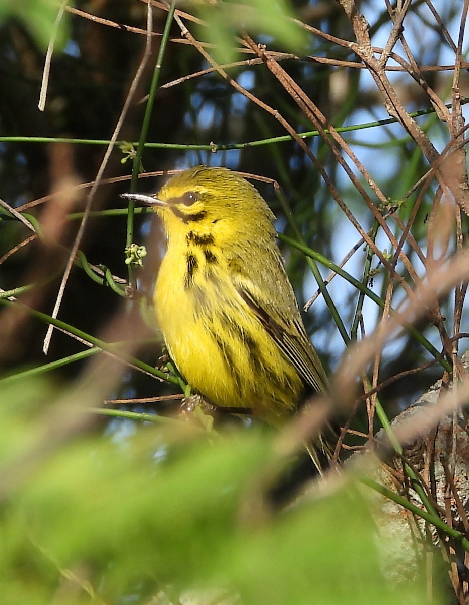 Prairie Warbler - ML646883246