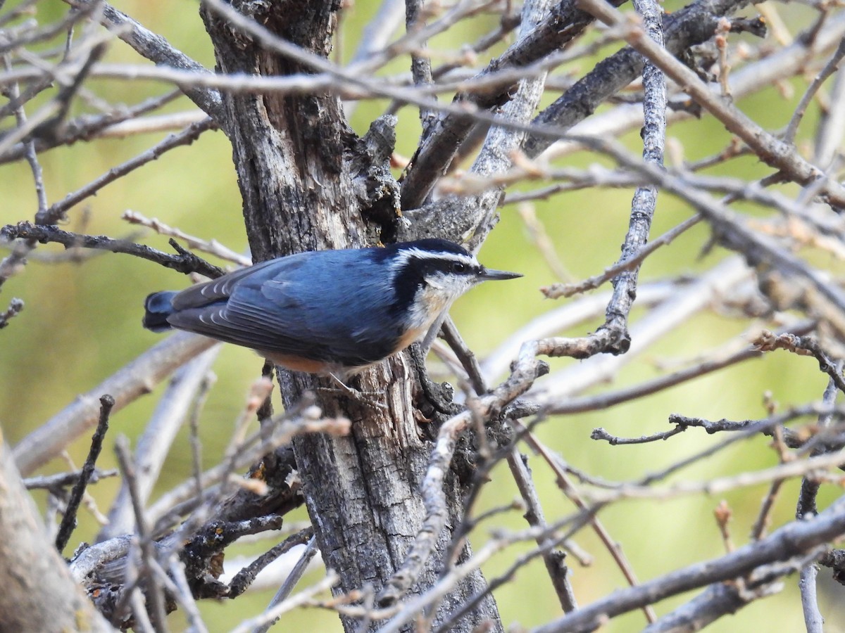 Red-breasted Nuthatch - ML646883247