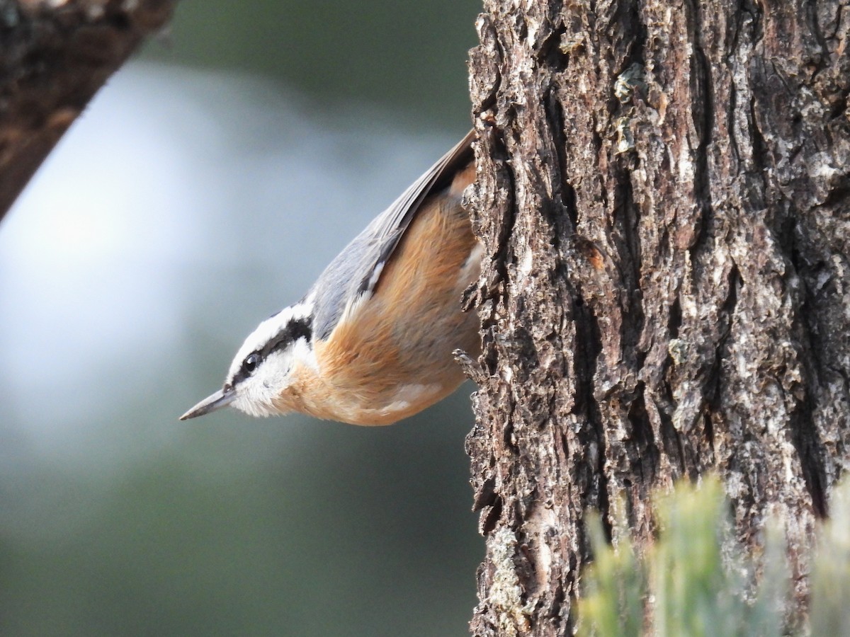 Red-breasted Nuthatch - ML646883248