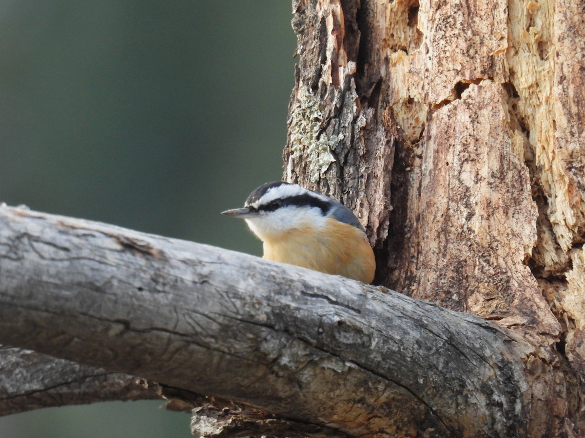 Red-breasted Nuthatch - ML646883249