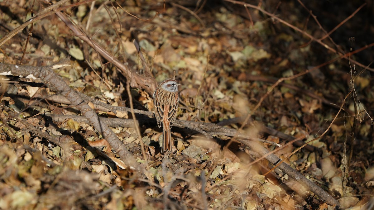 Godlewski's Bunting - ML646883251