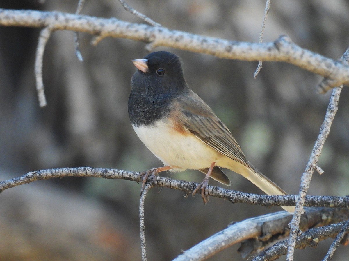 Dark-eyed Junco (Oregon) - ML646883254