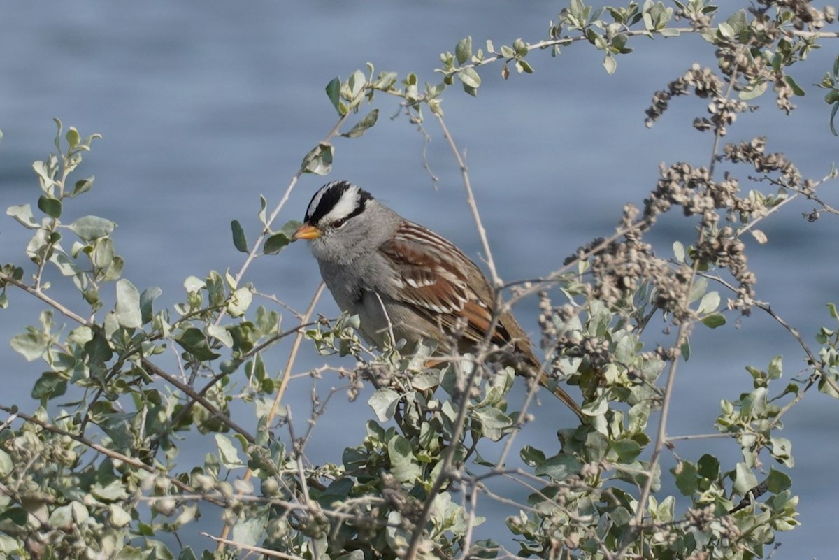strnadec bělopásý (ssp. gambelii) - ML646883257