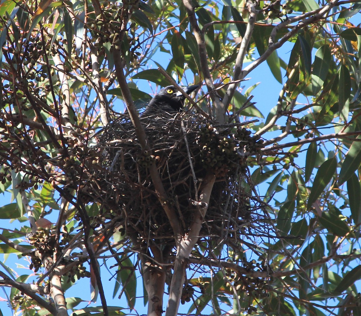 Grand Réveilleur - ML646883260