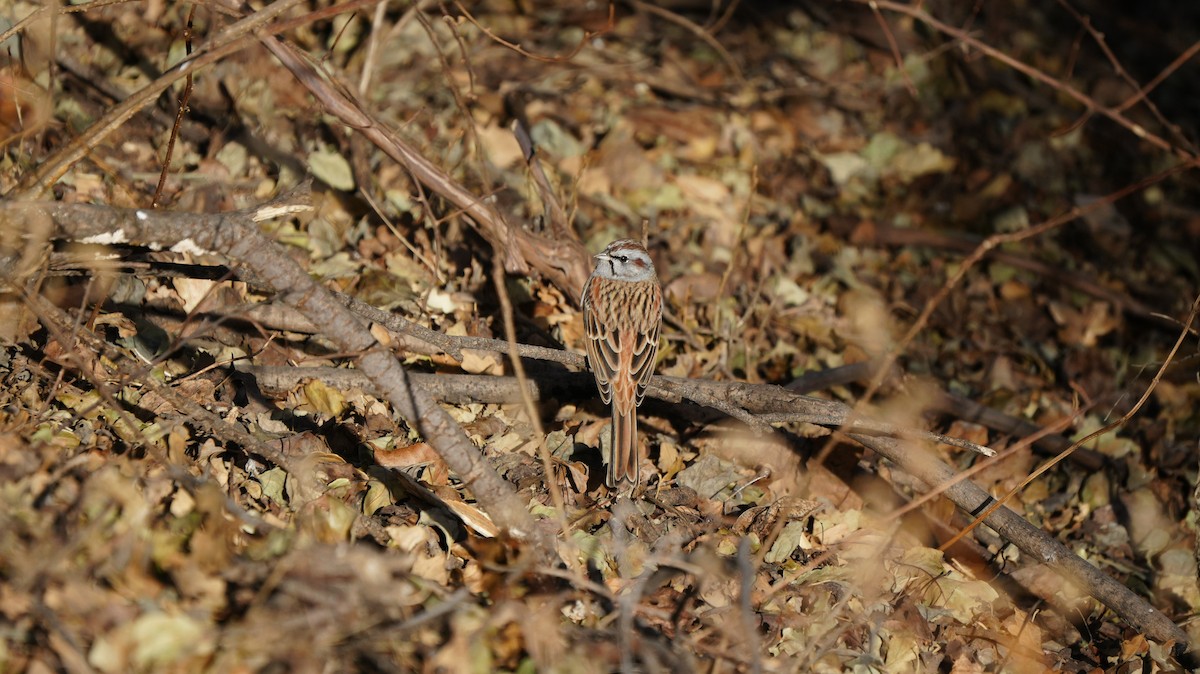 Godlewski's Bunting - ML646883261