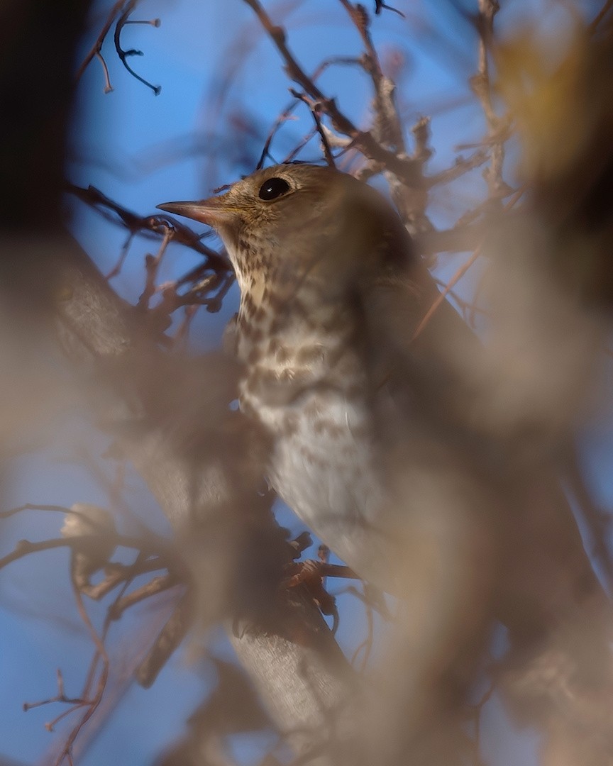 Zorzalito Colirrufo - ML646883263