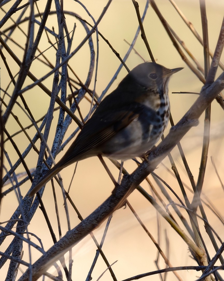 Zorzalito Colirrufo - ML646883264