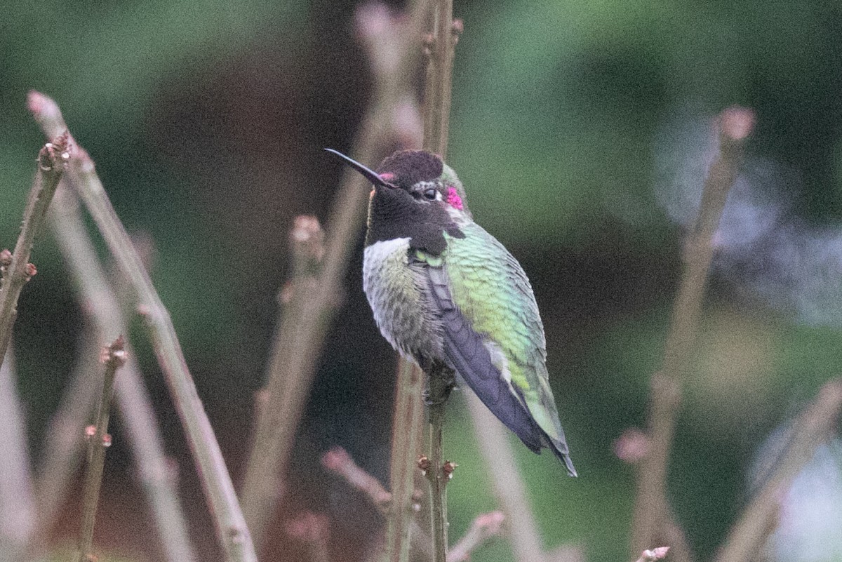 Anna's Hummingbird - ML646883265