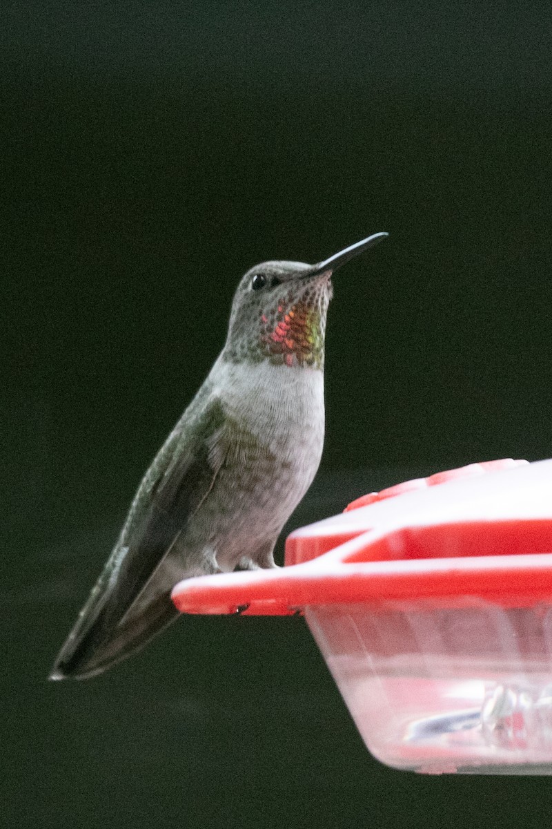 Anna's Hummingbird - ML646883266