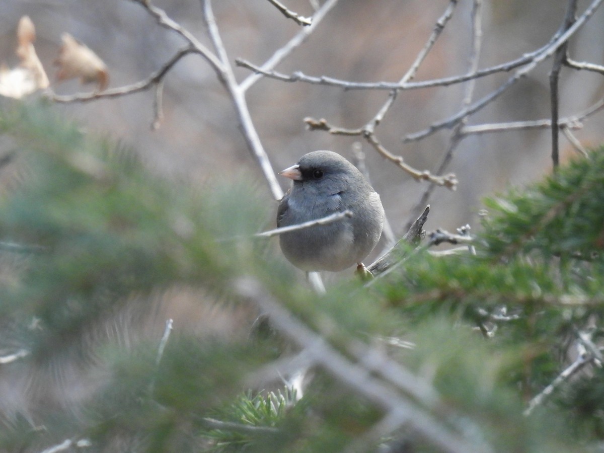 Dark-eyed Junco (Gray-headed) - ML646883268