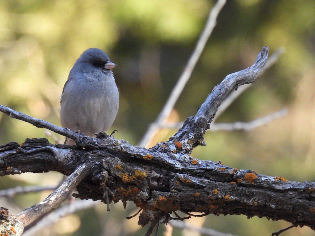 Dark-eyed Junco (Gray-headed) - ML646883269