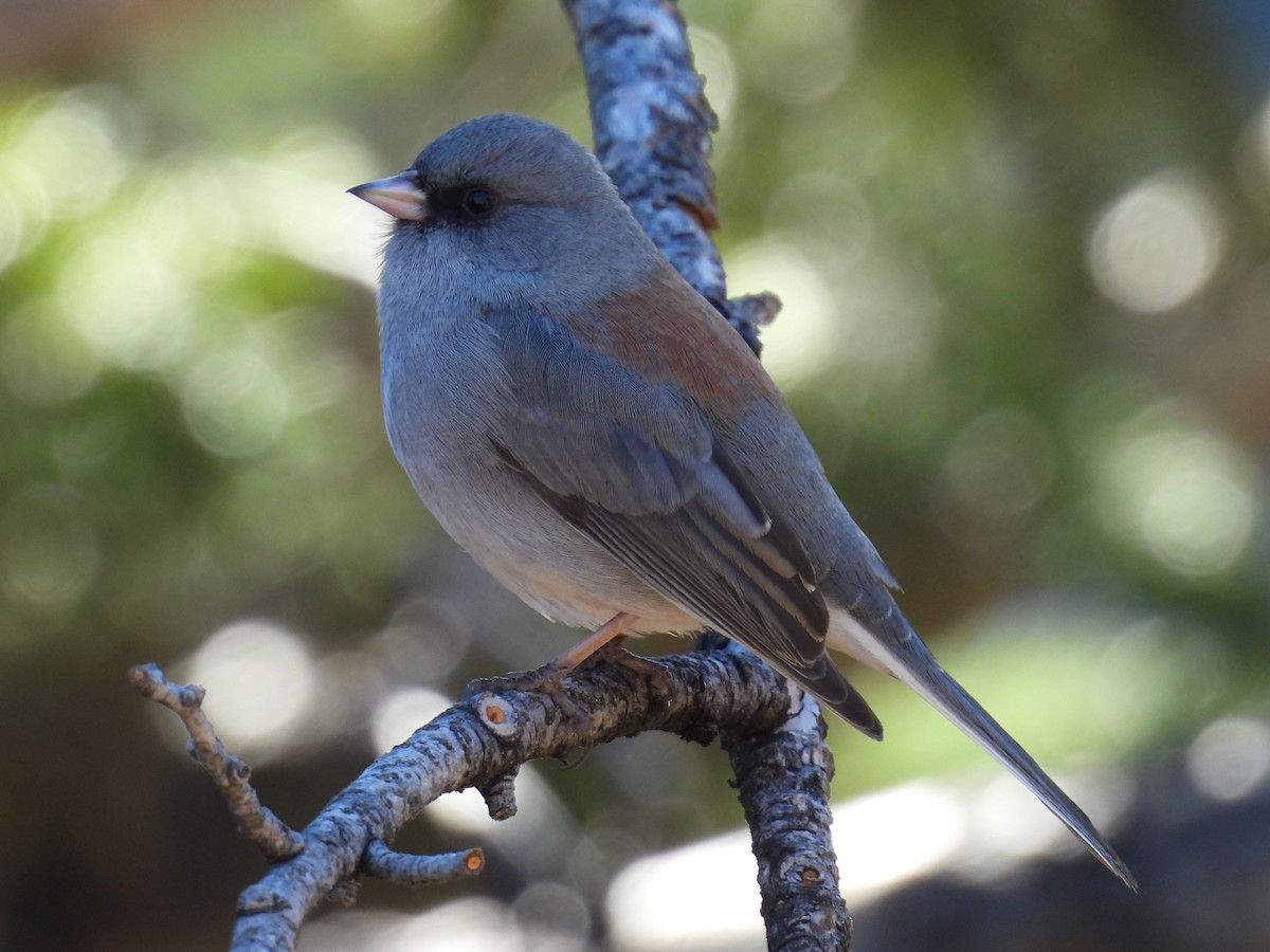 Dark-eyed Junco (Gray-headed) - ML646883270