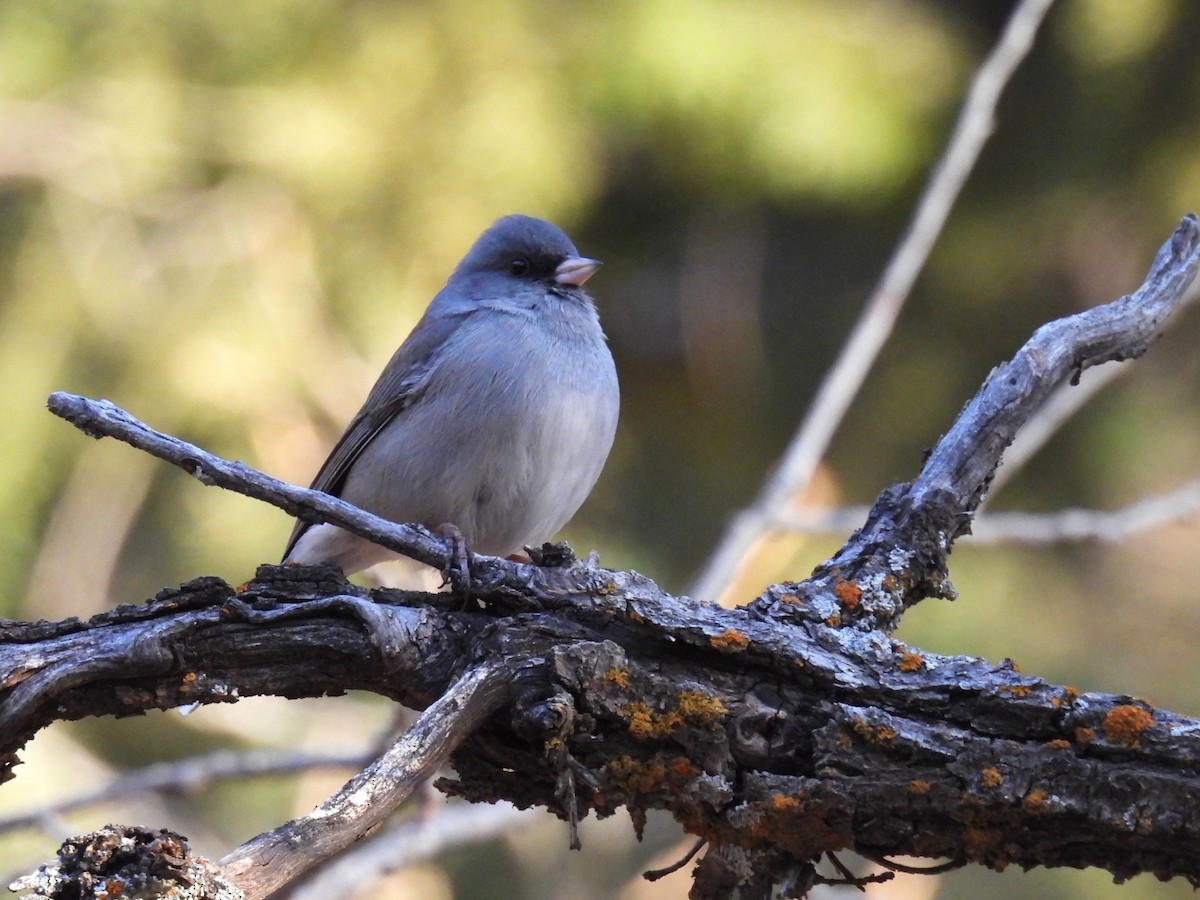 Dark-eyed Junco (Gray-headed) - ML646883271