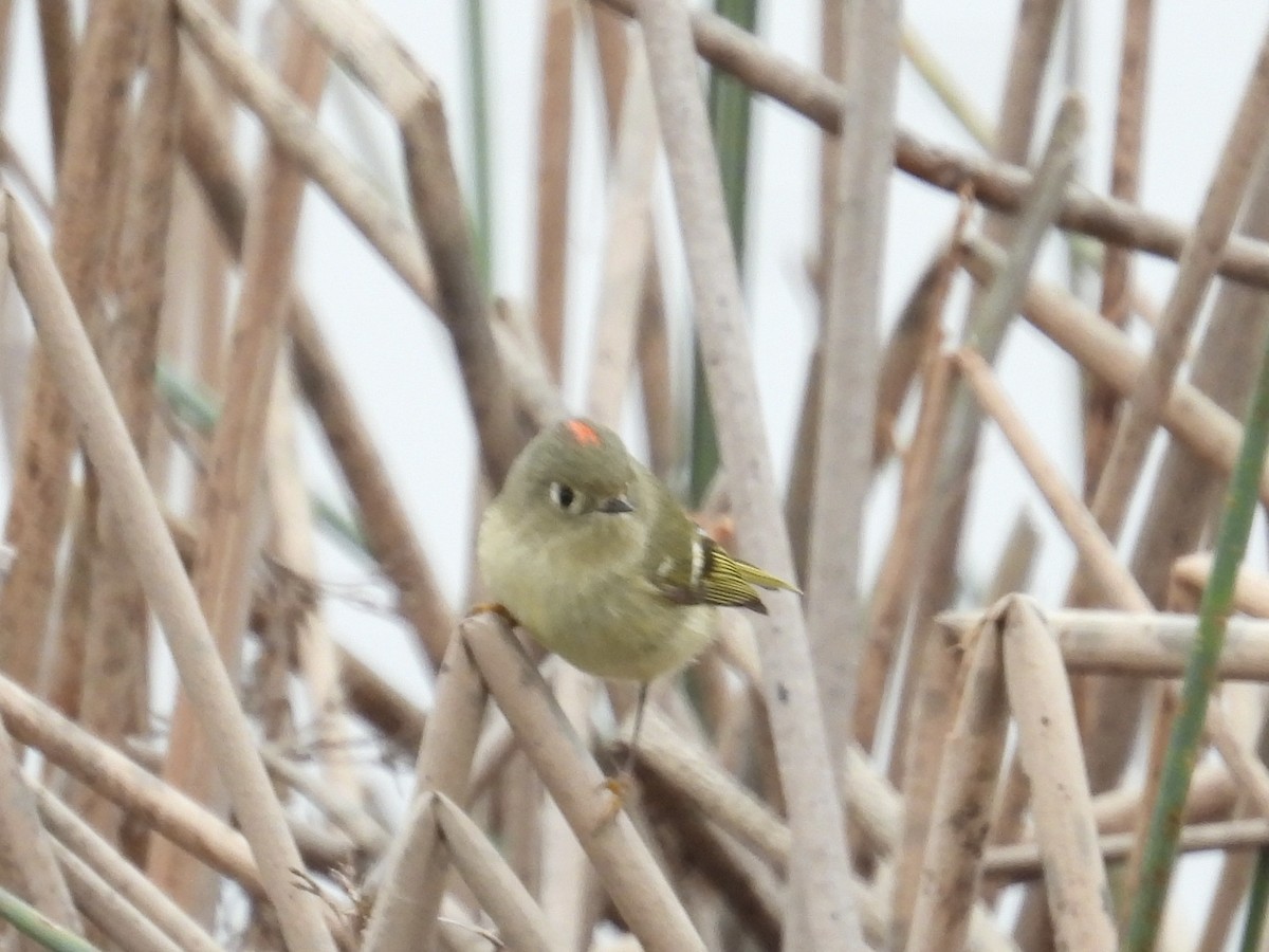 Ruby-crowned Kinglet - ML646883272