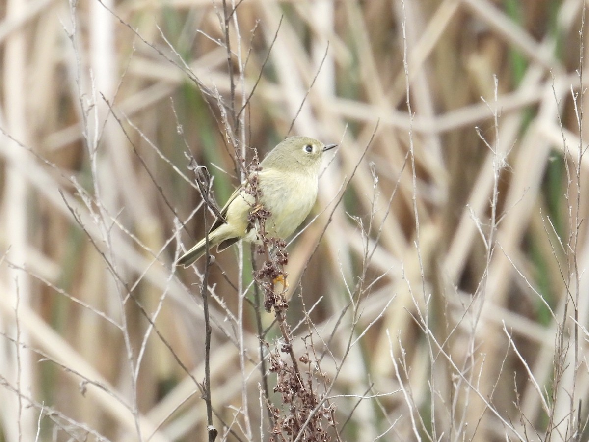 Ruby-crowned Kinglet - ML646883273