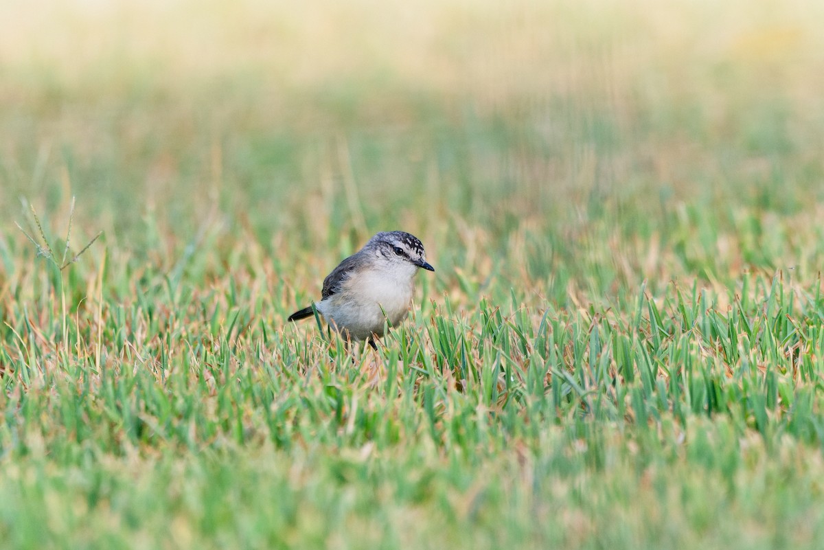 Gelbbürzel-Dornschnabel - ML646883276