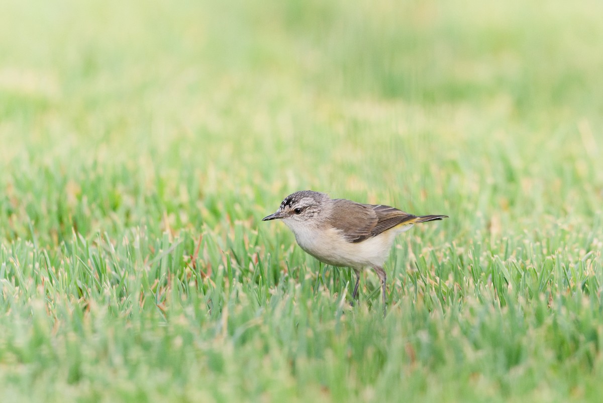 Gelbbürzel-Dornschnabel - ML646883277