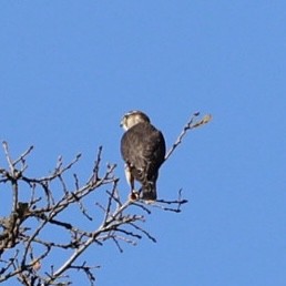 Merlin - ML646883278