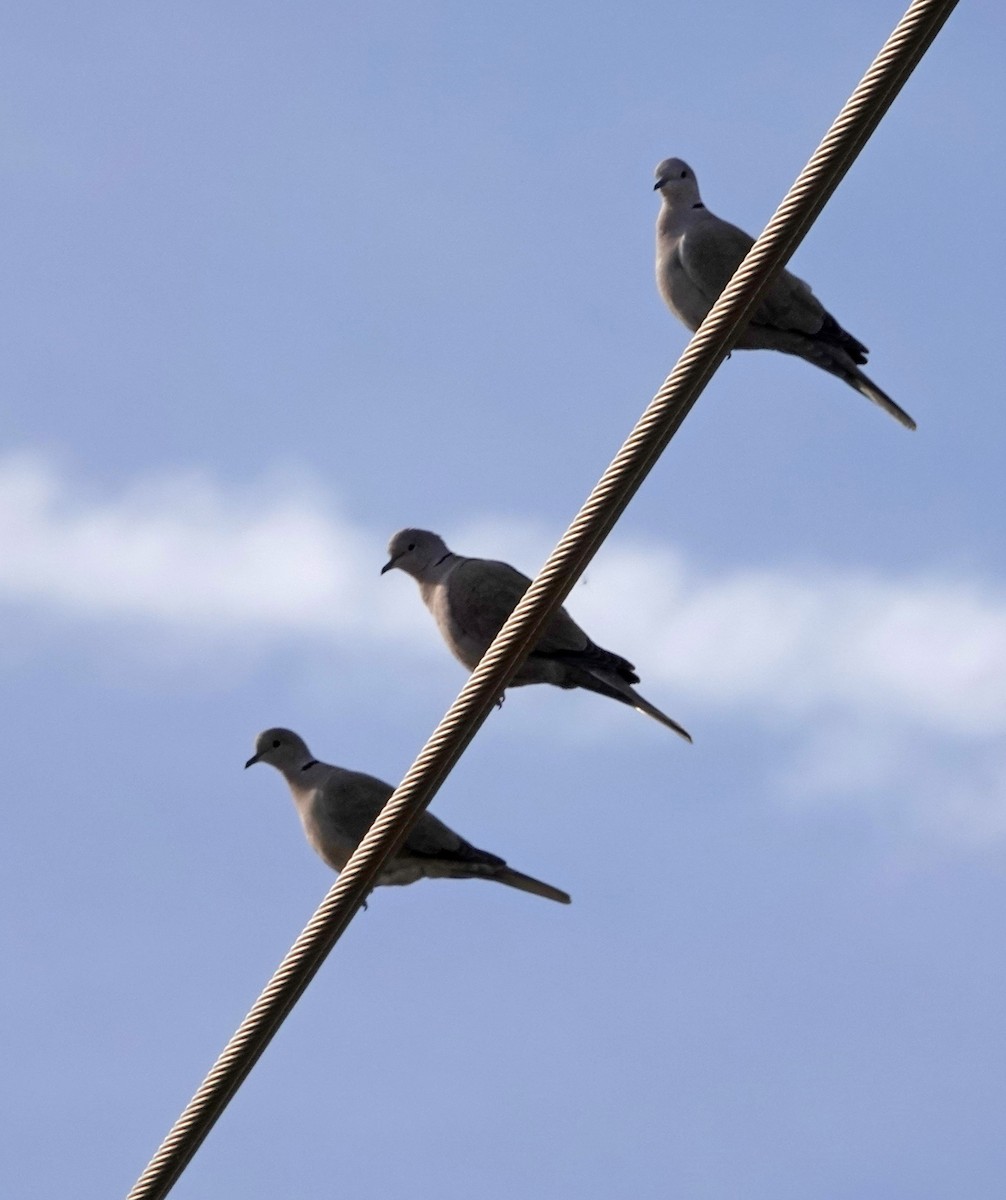 Tortora dal collare - ML646883281