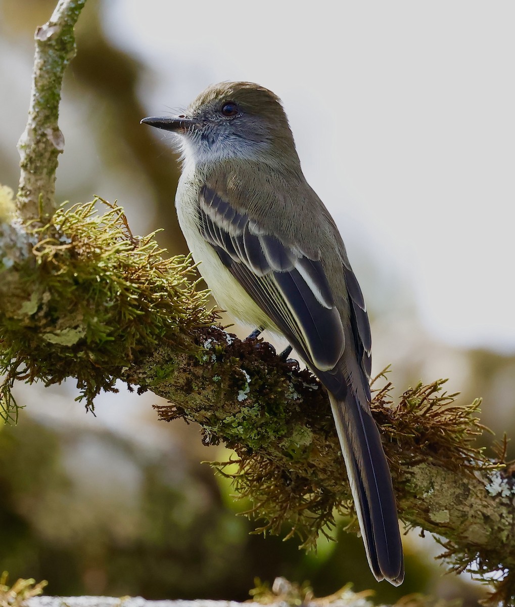 Açık Şeritli Sinekkapan - ML646883282