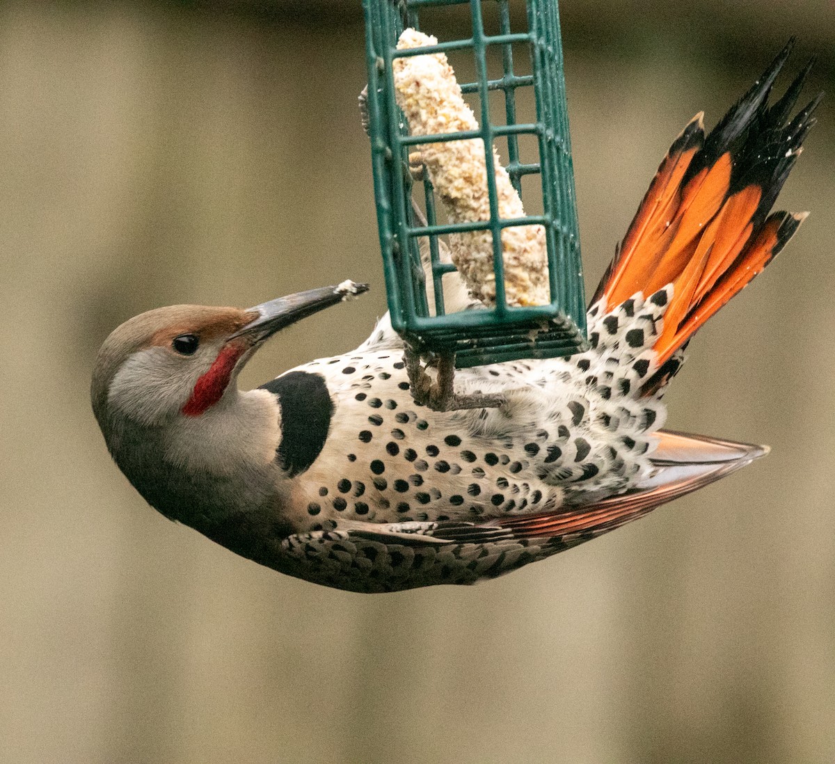 Northern Flicker - ML646883283