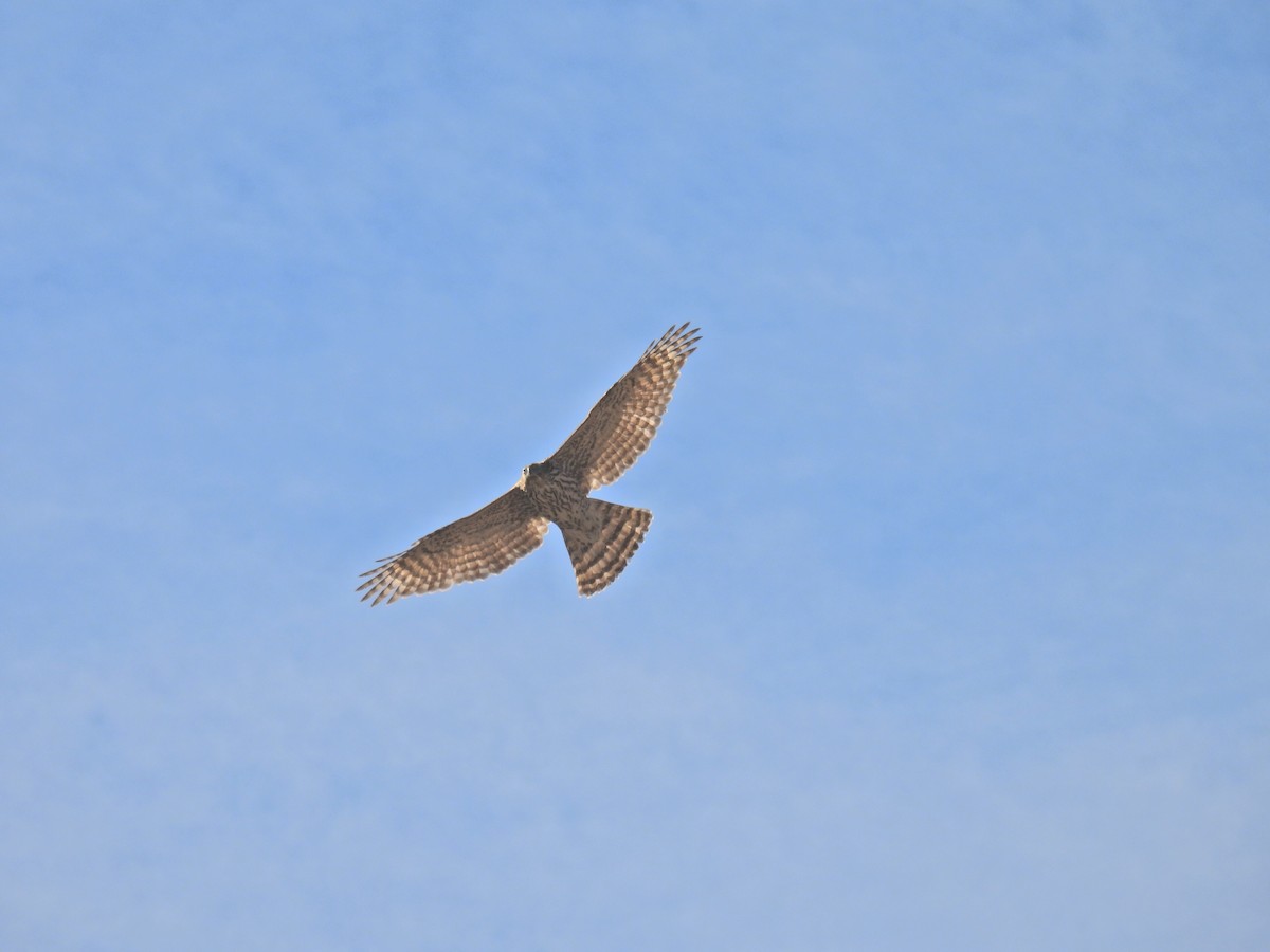 American Goshawk - ML646883287