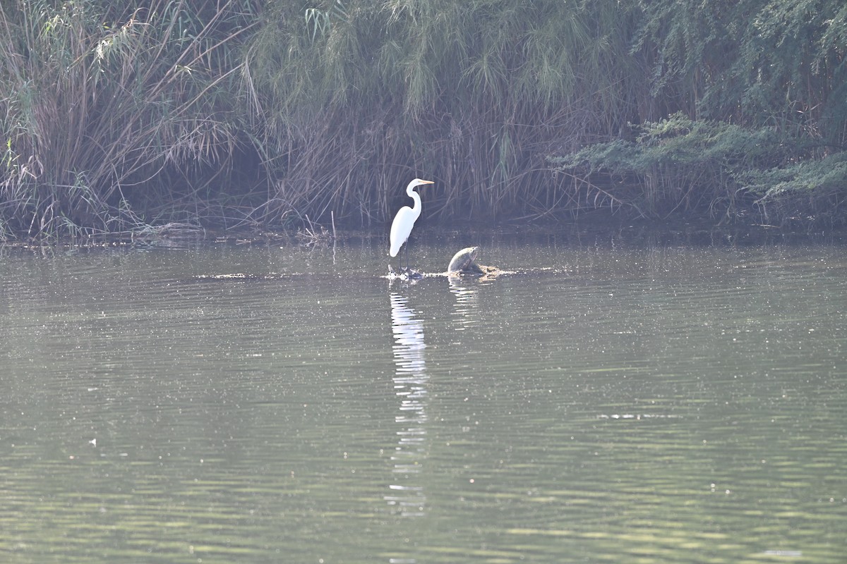 volavka bílá - ML646883288