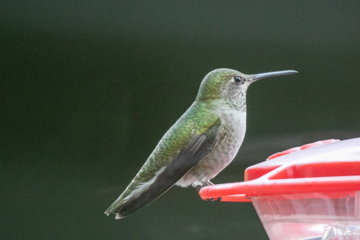 Anna's Hummingbird - ML646883290