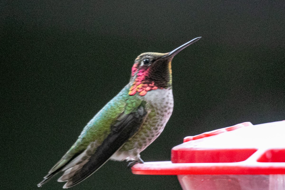 Anna's Hummingbird - ML646883291