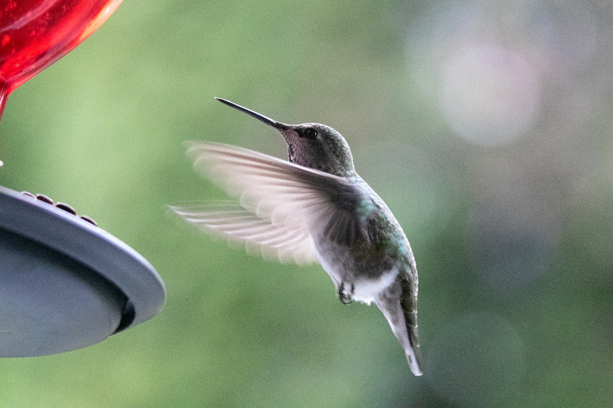 Anna's Hummingbird - ML646883292