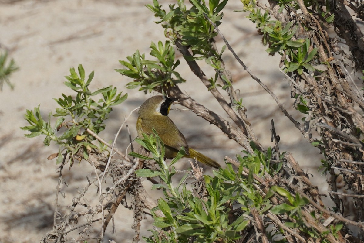 Common Yellowthroat - ML646883293