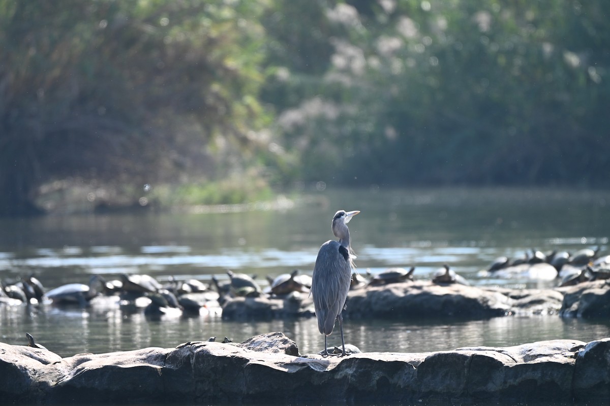 volavka velká - ML646883294