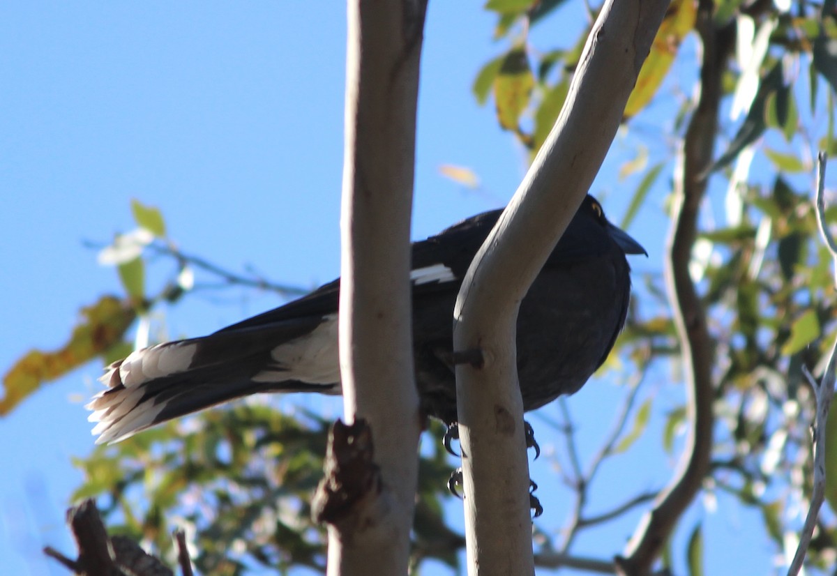 Grand Réveilleur - ML646883295