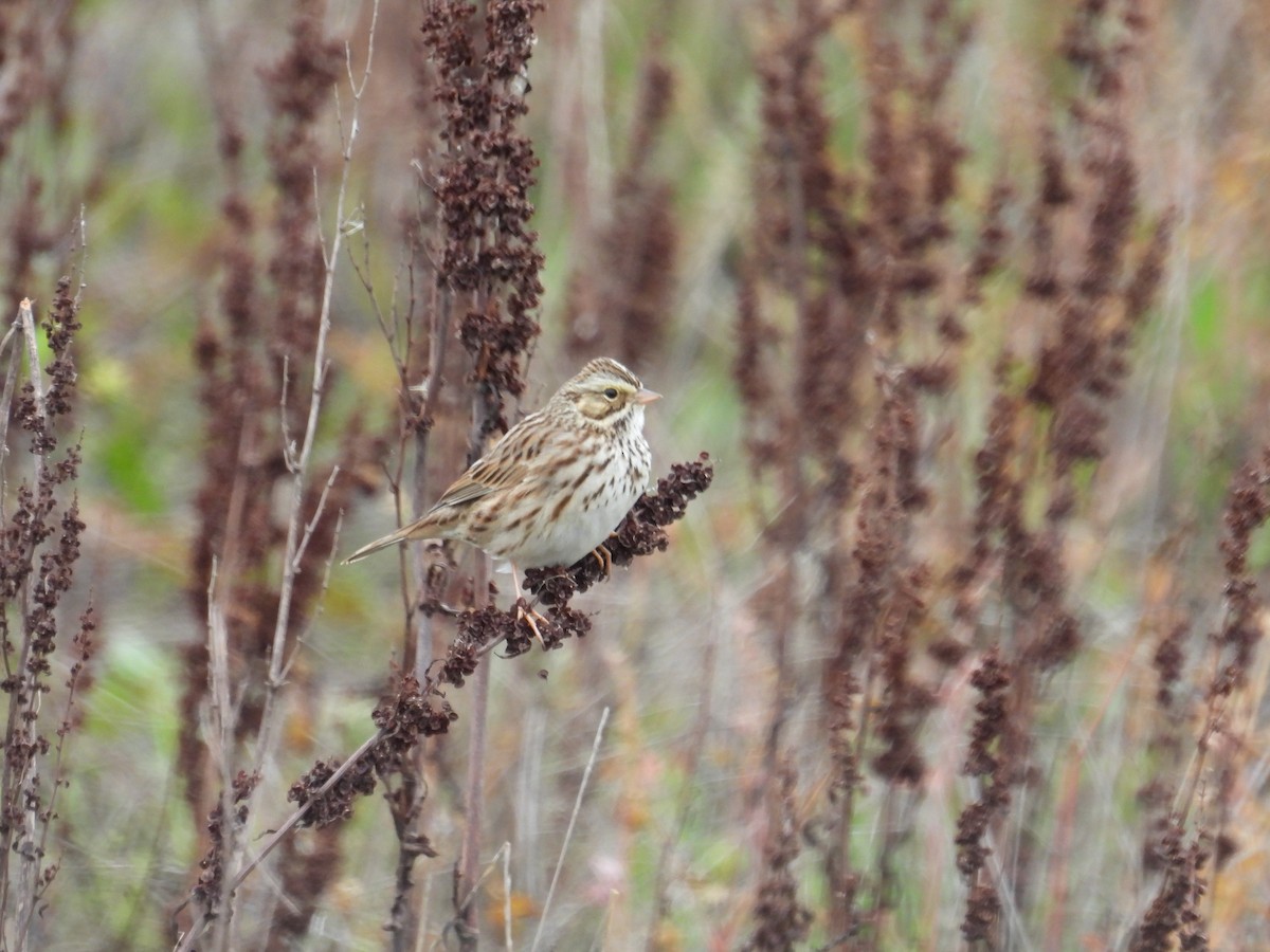 Savannah Sparrow - ML646883296