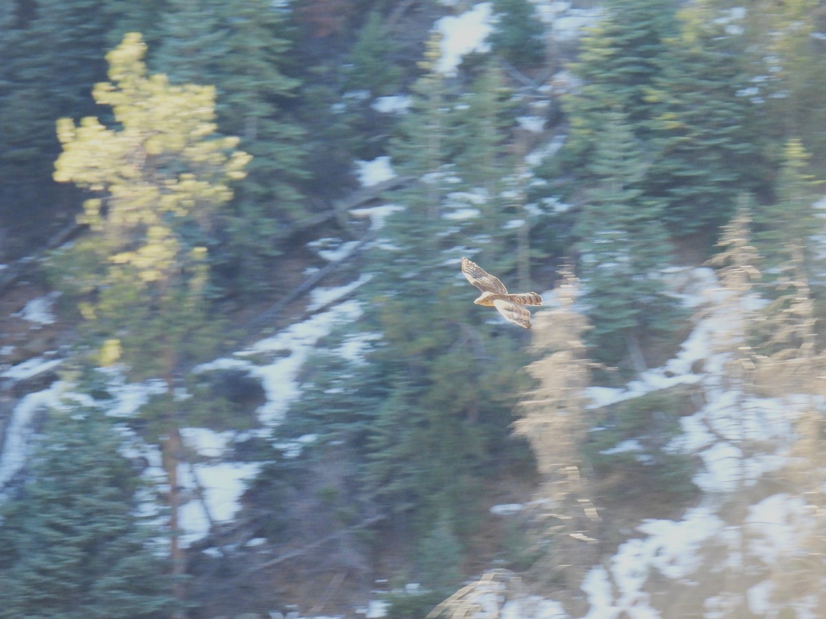 American Goshawk - ML646883297