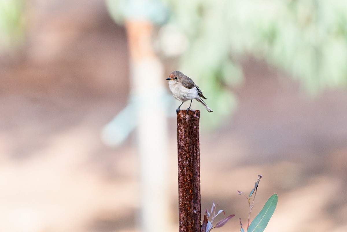 Rotstirnschnäpper - ML646883298