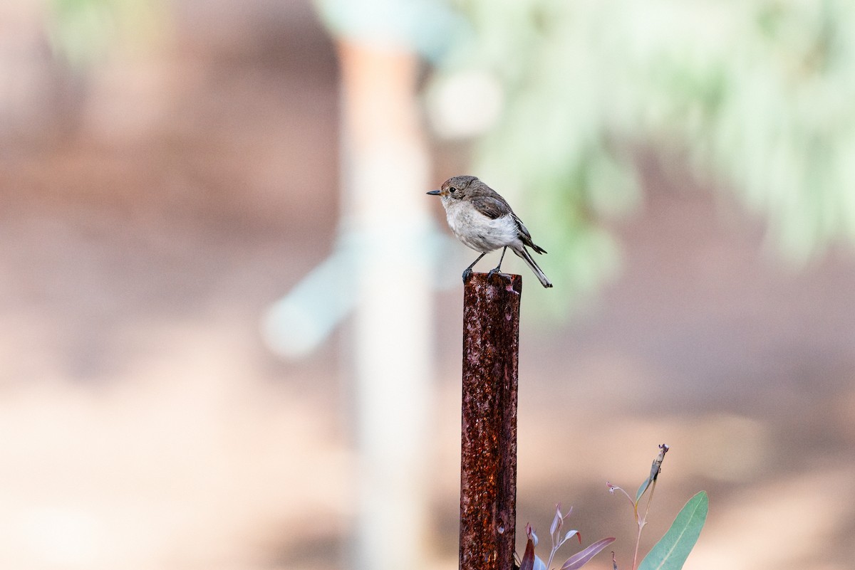 Rotstirnschnäpper - ML646883299