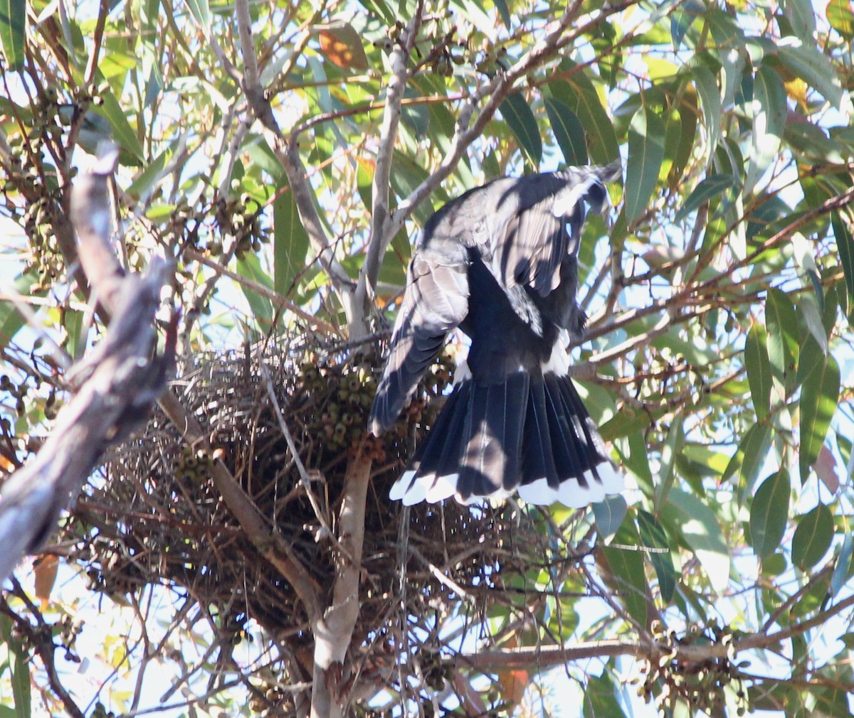 Grand Réveilleur - ML646883300