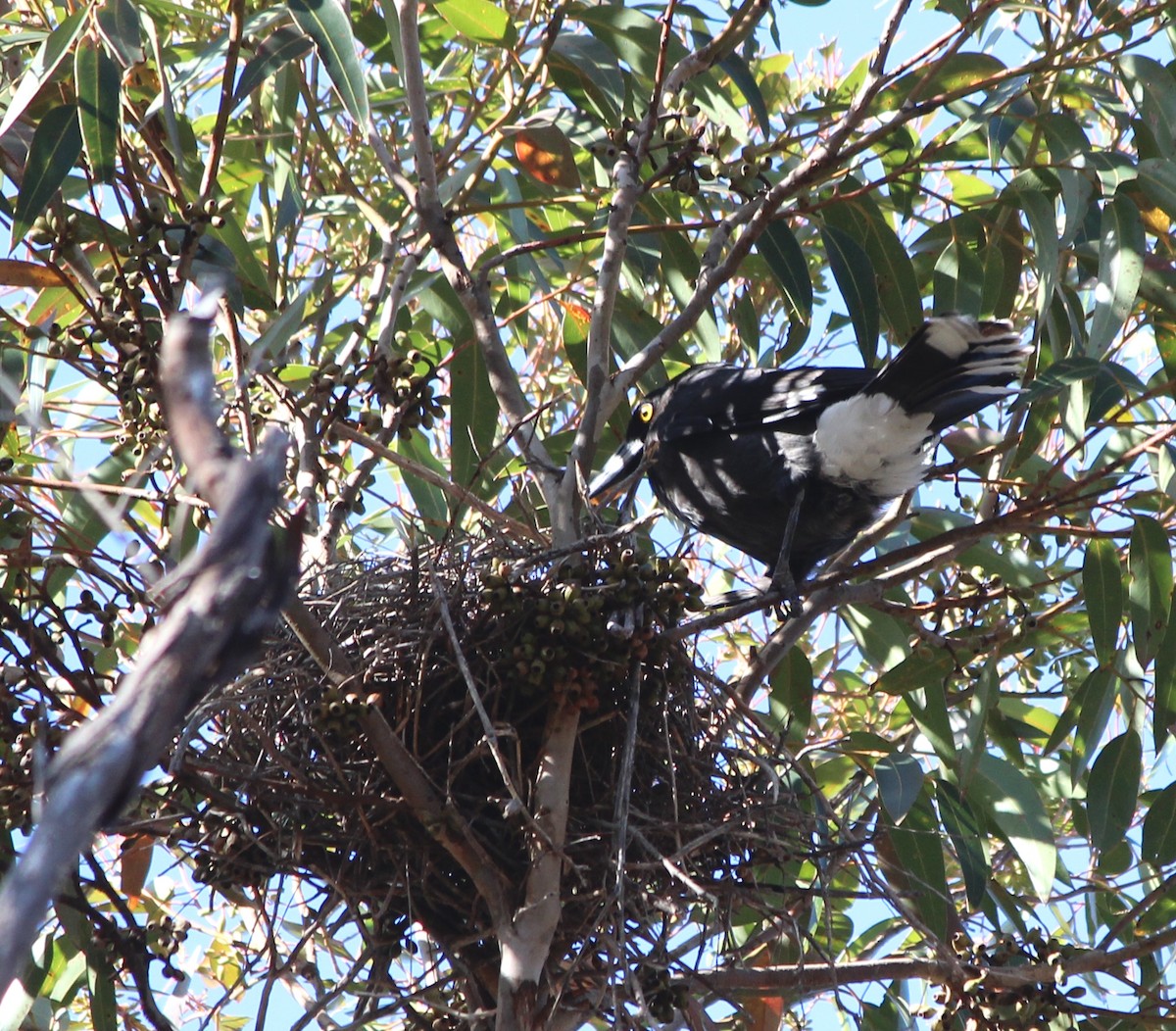 Grand Réveilleur - ML646883301