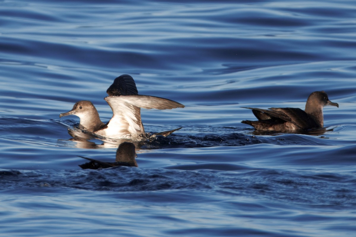 Pardela Culinegra - ML646883303