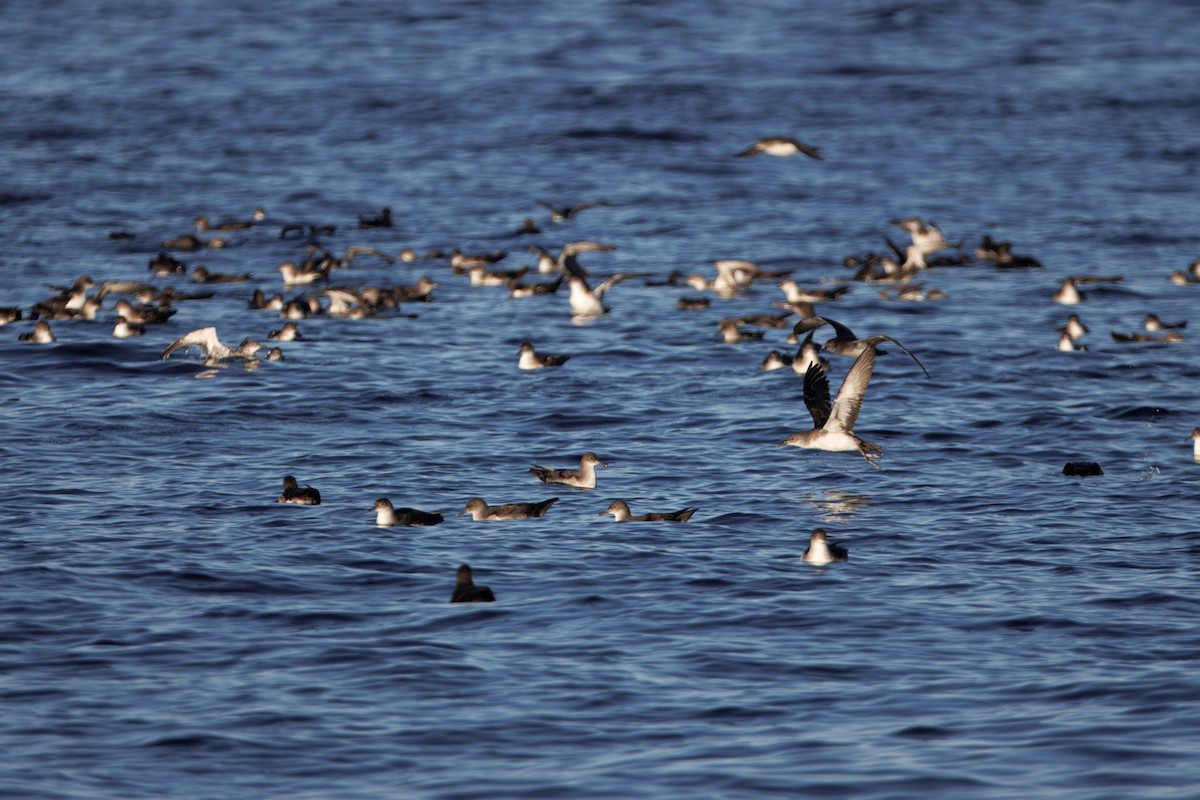 Pardela Culinegra - ML646883304