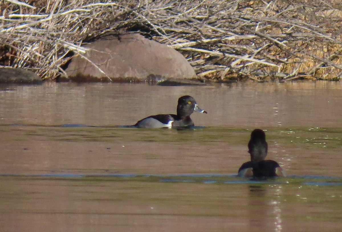 Porrón Acollarado - ML646883305