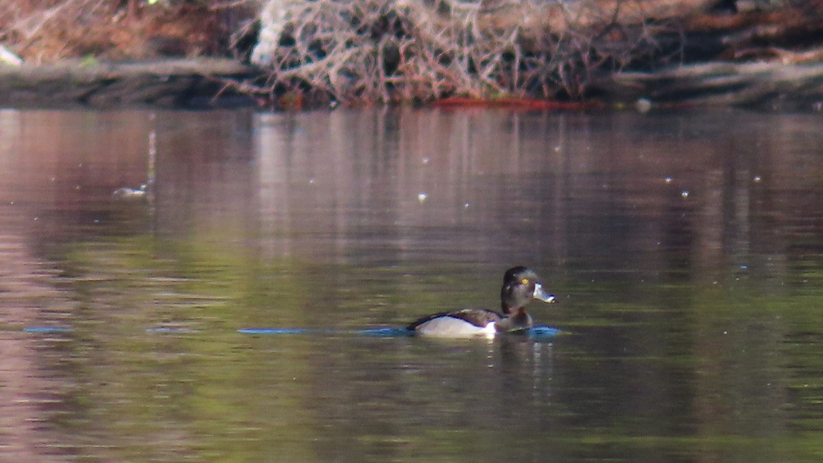 Porrón Acollarado - ML646883306