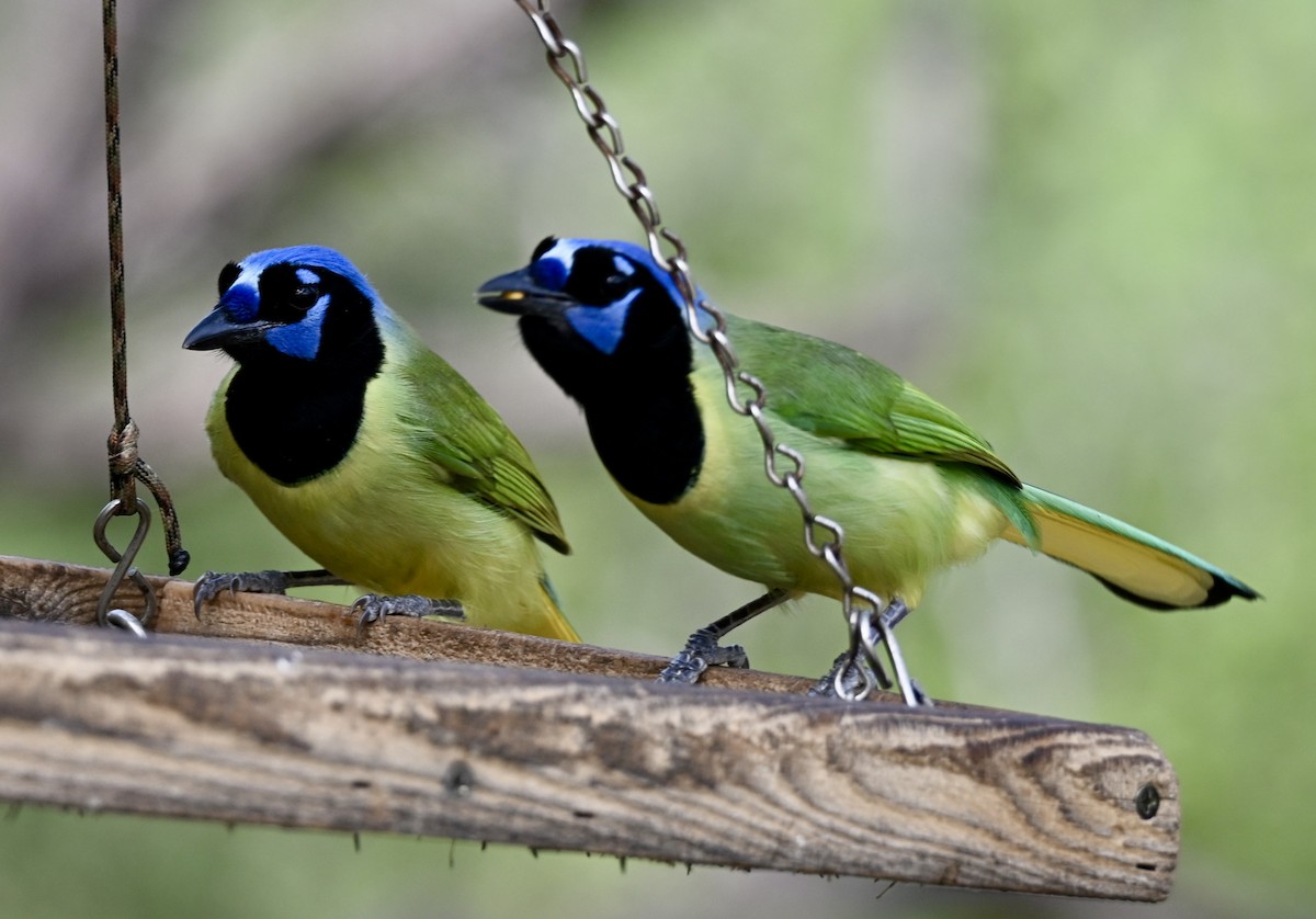 sojka zelenavá - ML646883307