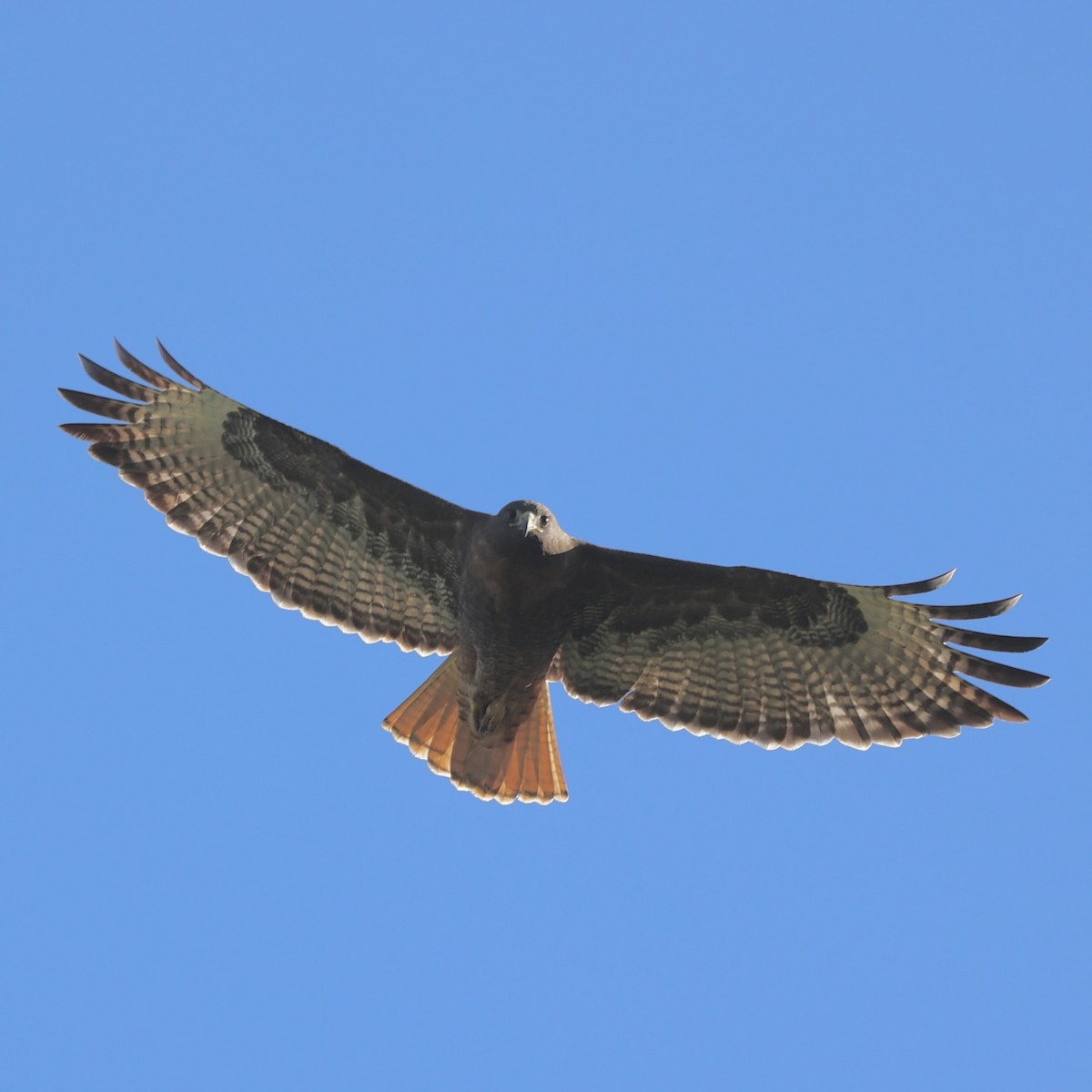 Red-tailed Hawk - ML646883308